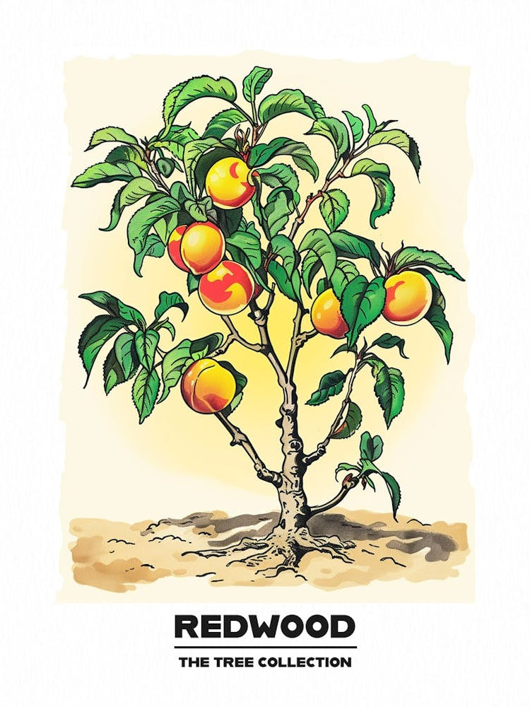 Redwood Tree Storybook Illustration 3 Poster