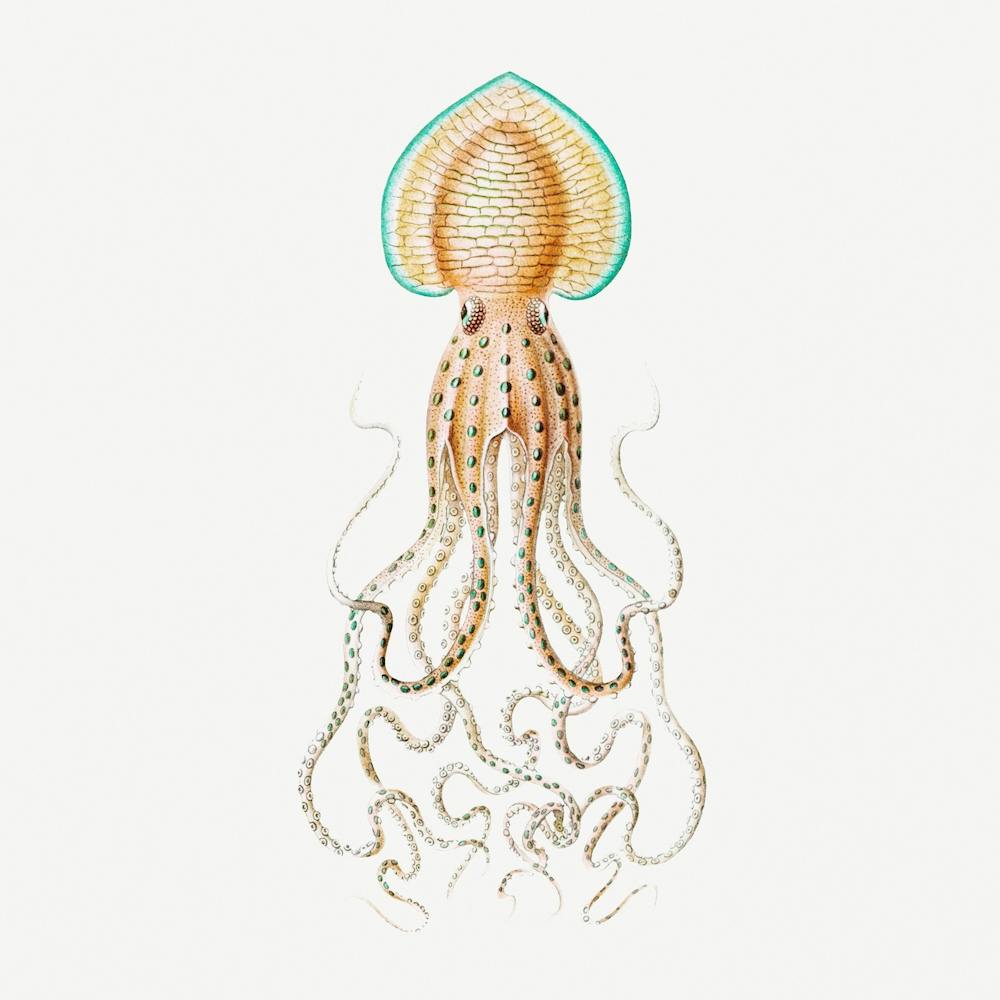 Vintage Squid, Ernst Haeckel