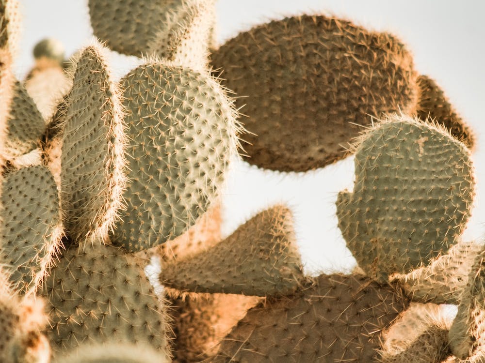 Sunset Through Cactus