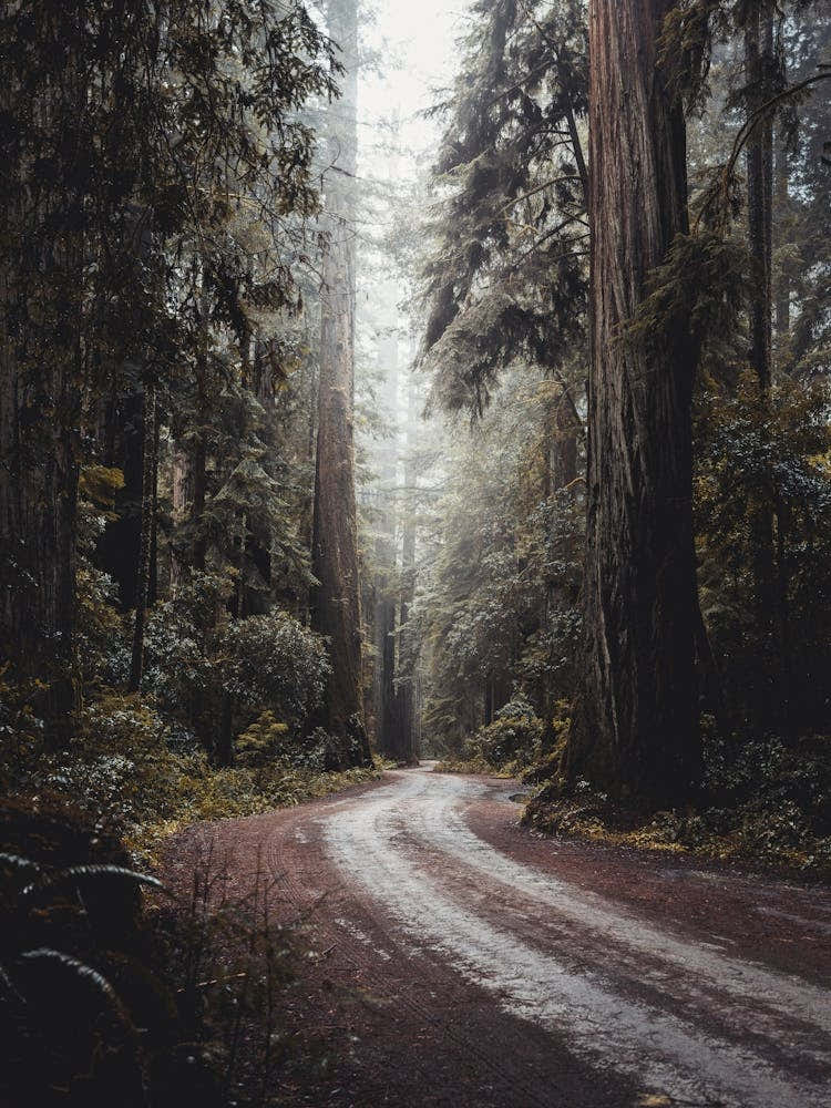 Redwood National Park Morning Adventure