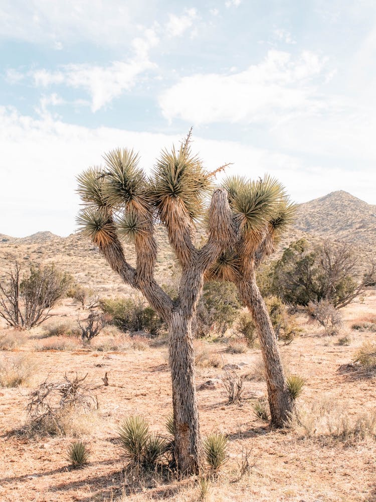 Desert Twin Joshua Tree