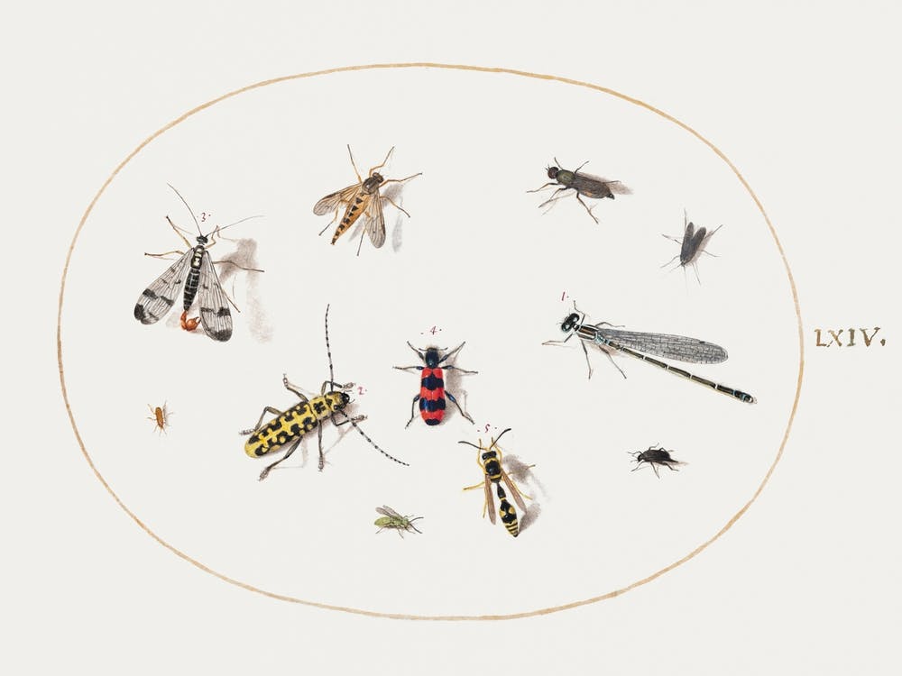 Eleven Insects, Including A Dragonfly And Longhorn Beetle (1575–1580), Joris Hoefnagel