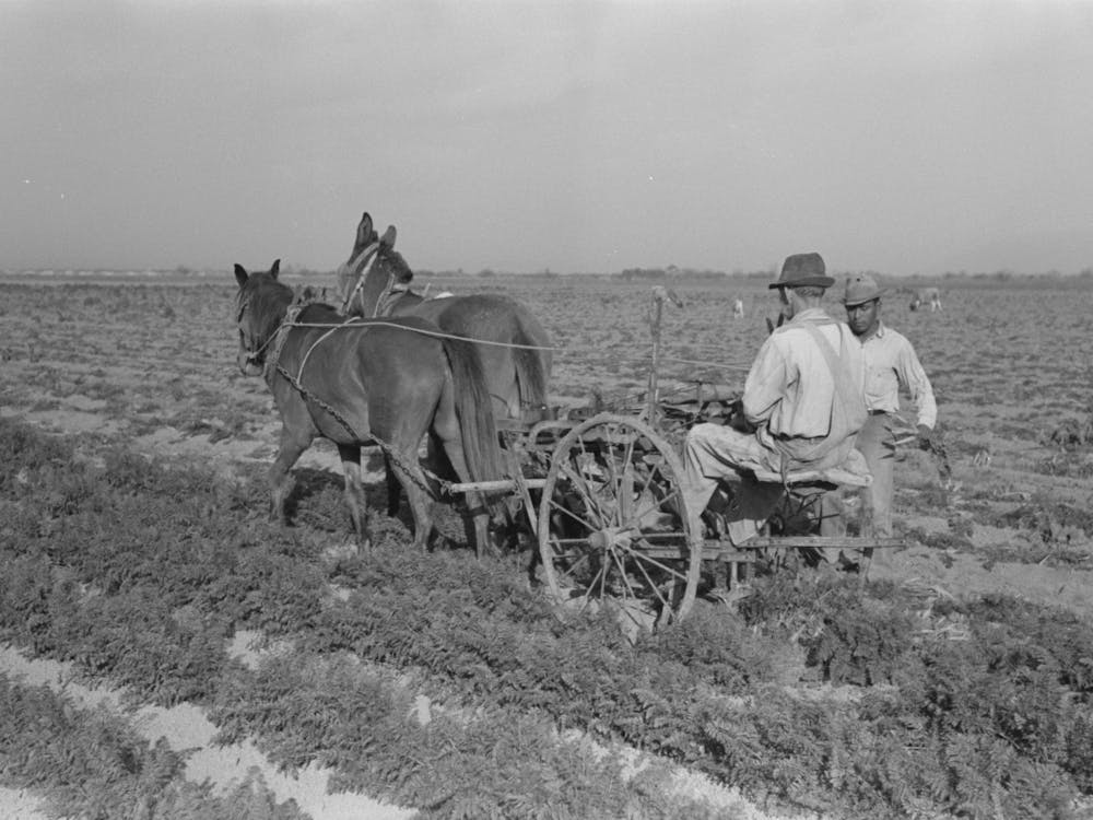 Loosening Carrots From Soil With Plow Before Pulling In Order To Prevent Breaking, Near Santa Maria, Texas By