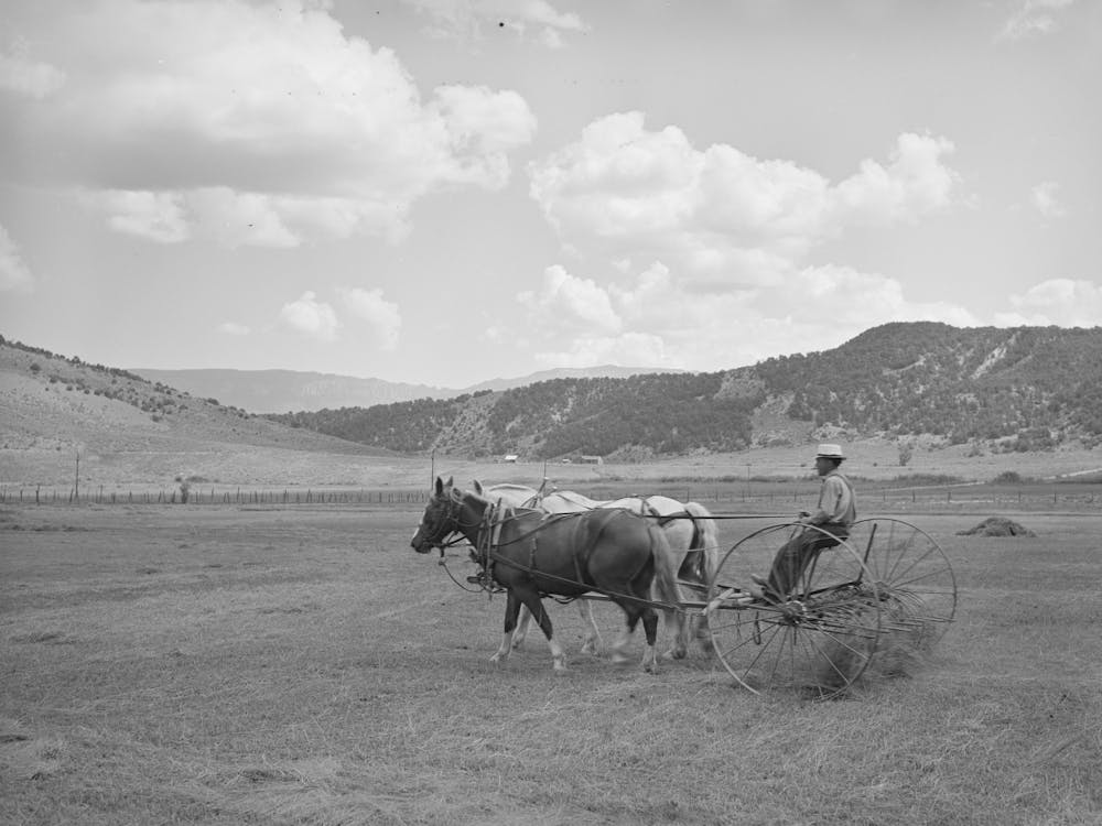 Raking Hay On Ouray County, Colorado Farm By Russell Lee
