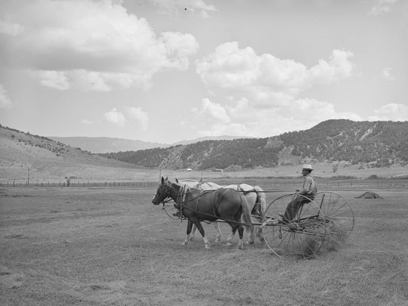 Raking Hay On Ouray County, Colorado Farm By Russell Lee