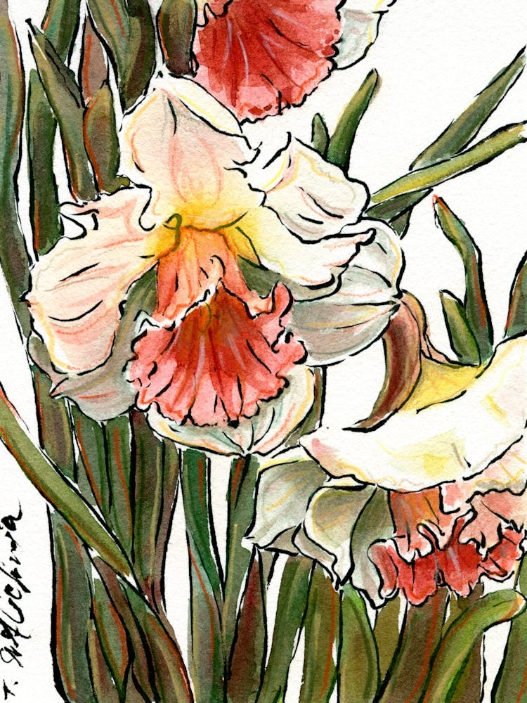 Spring Daffodils Watercolor Sketch