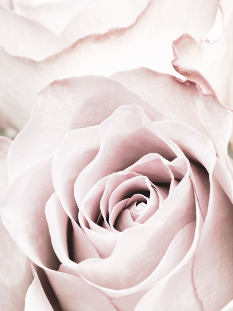 Pink Rose_2066830