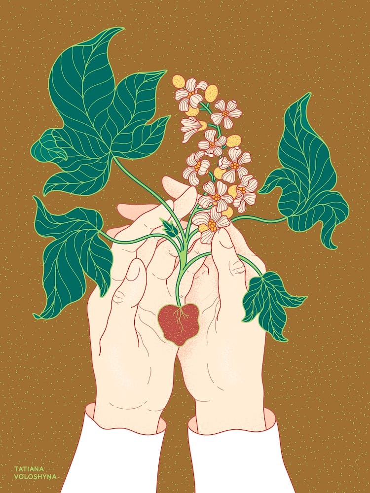 Aleurites Moluccanus