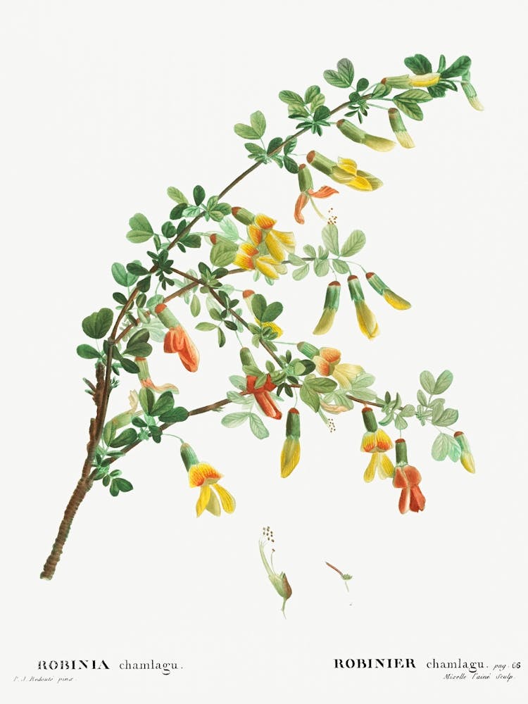 Robinia Chamlagu, Pierre Joseph Redoute