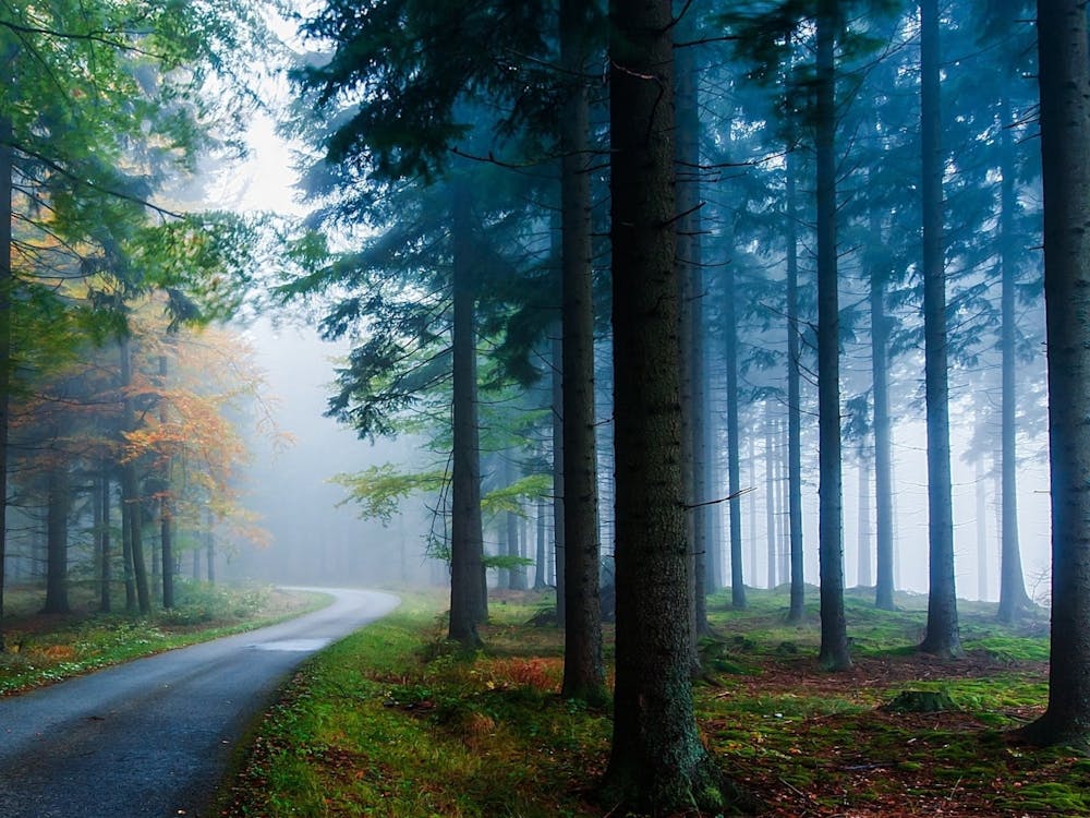 Road In The Forest 1