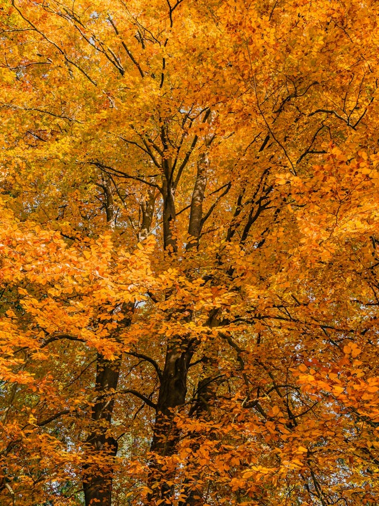 Autumn Trees In The Forest Wood