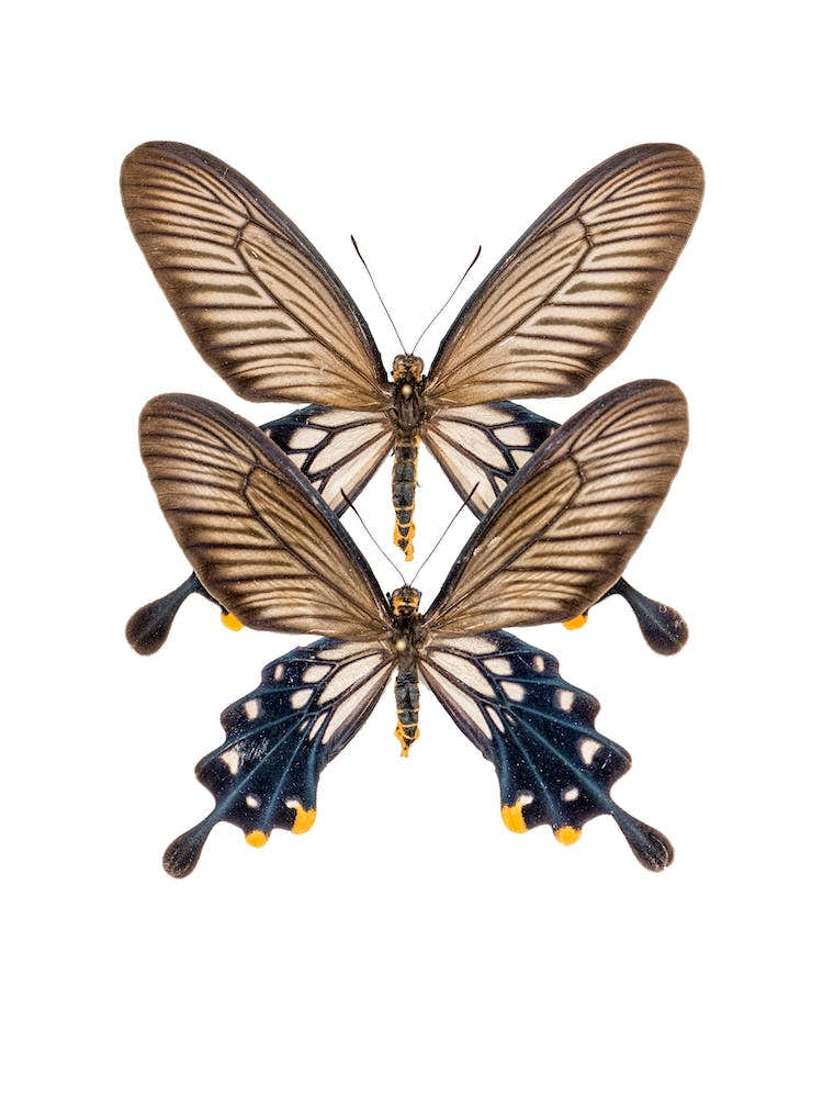 Two Black Butterflies