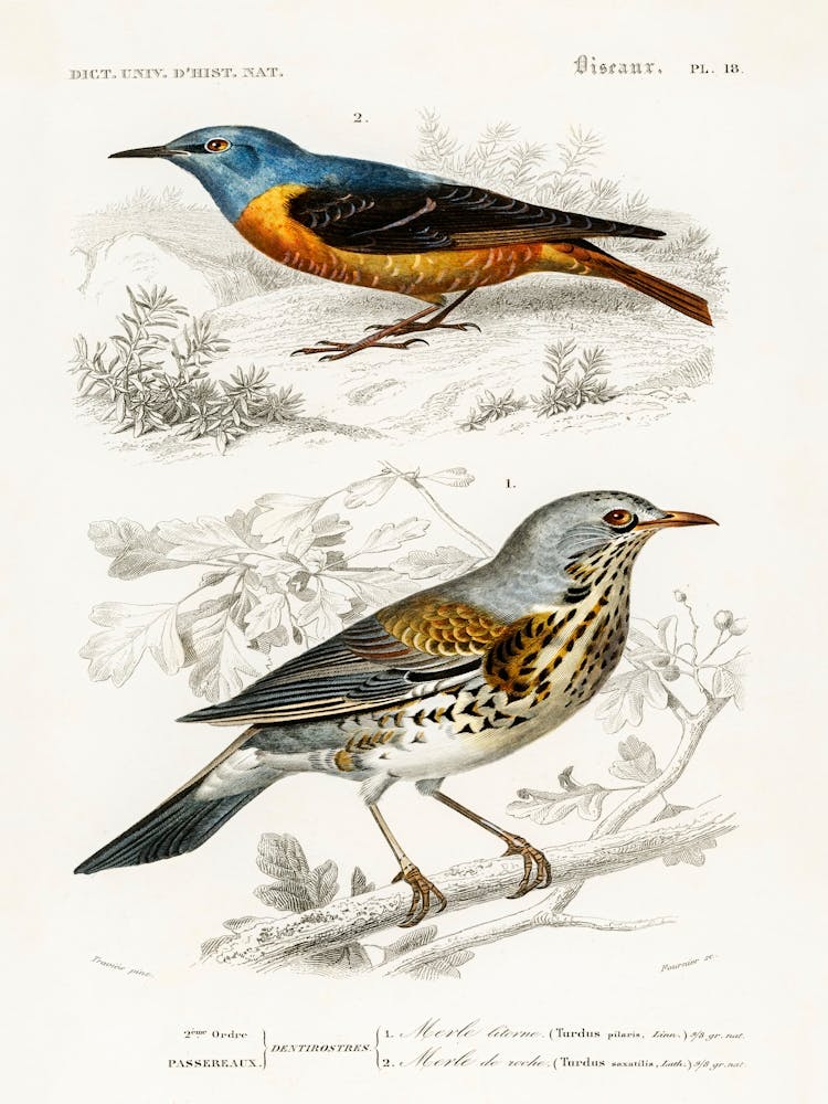 Different Types Of Birds, Charles Dessalines D'Orbigny 16
