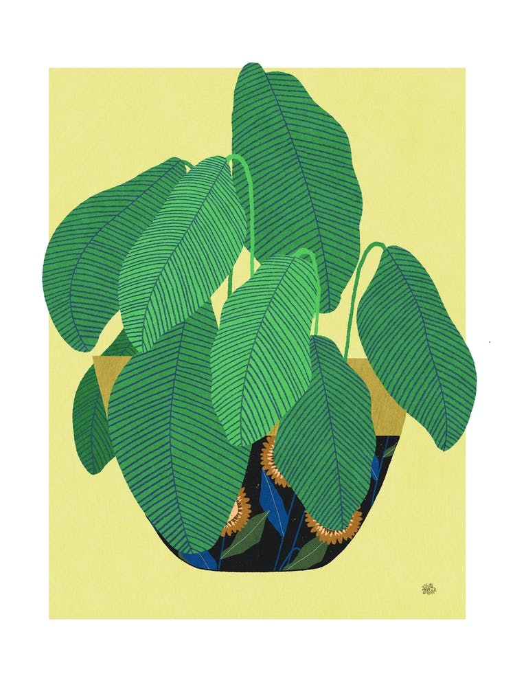 Calathea flowers plant