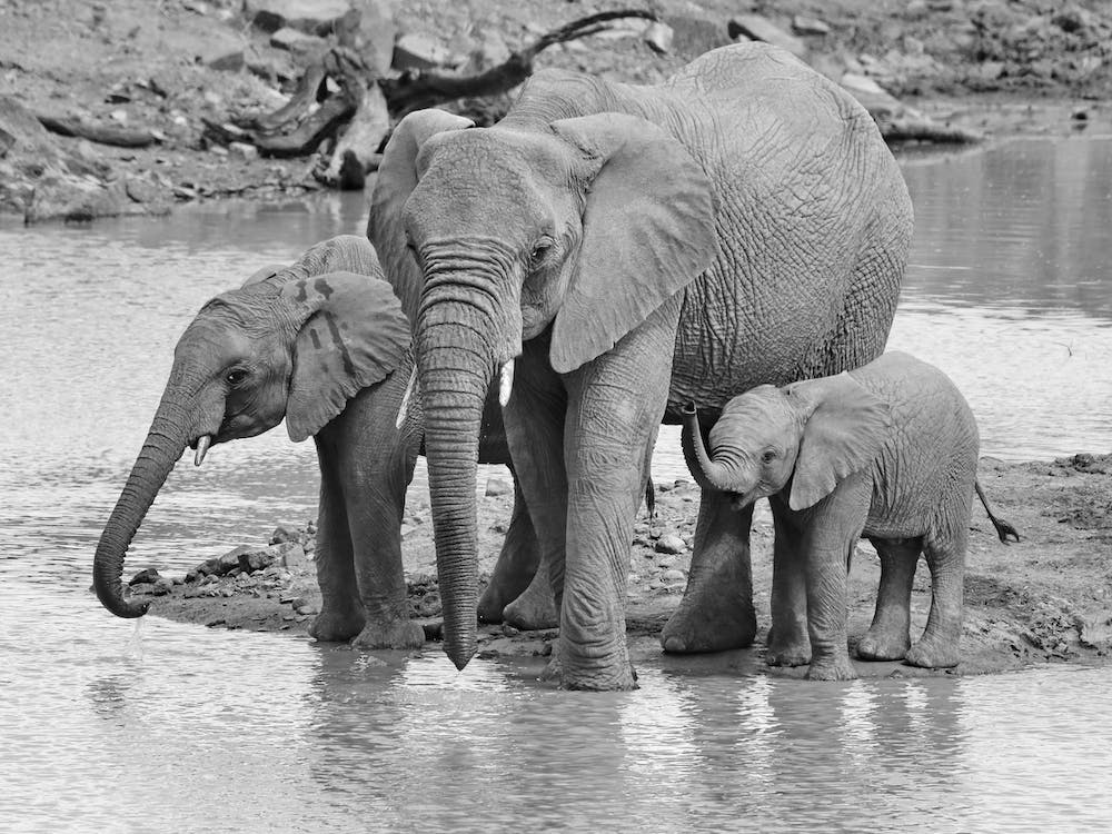Elephants At The River