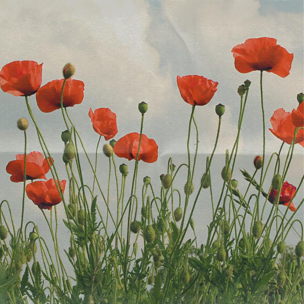 Poppies 85