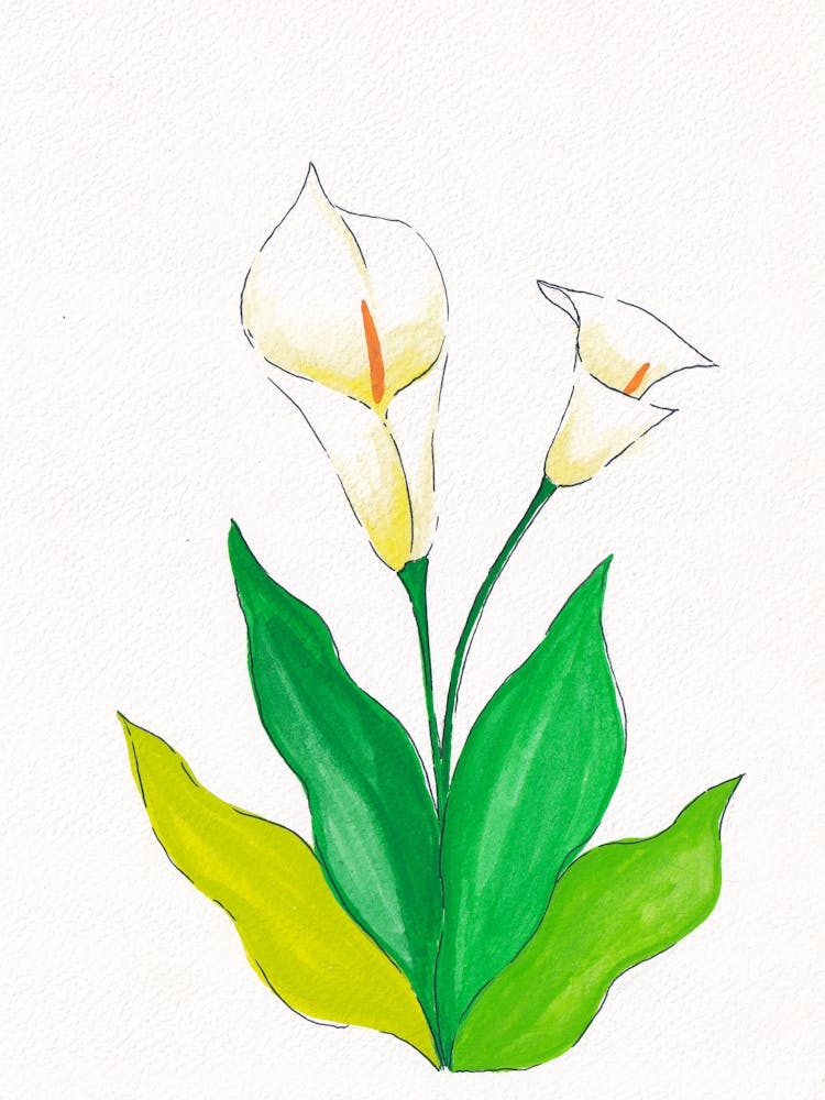 Tulip Flowers