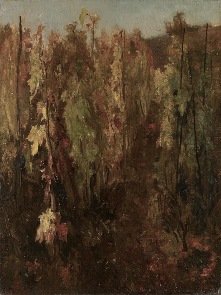 Vines In The Vineyard