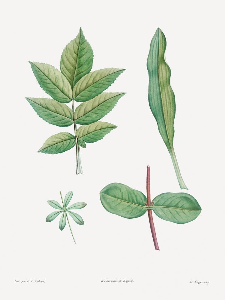 Ivy Leaves