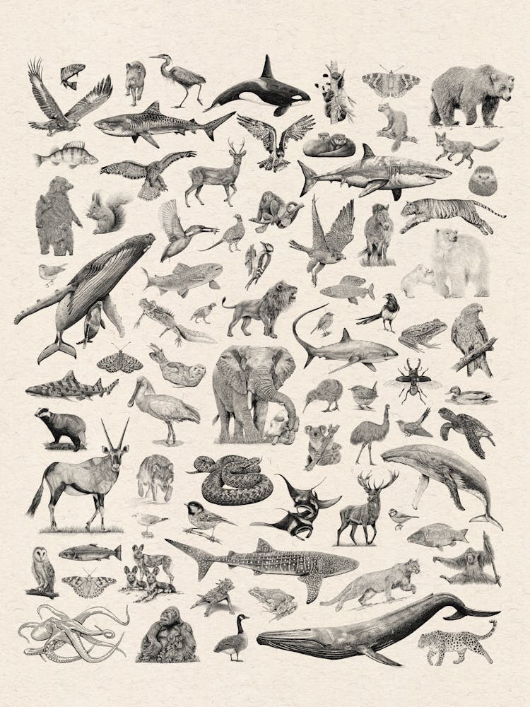 Faune du Monde - Impression d'Animaux Illustrés