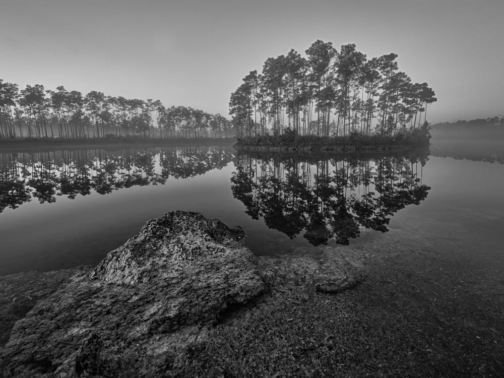 Reflections In The Mist