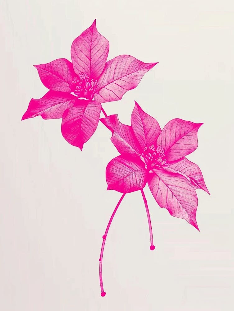 Hot Pink Poinsettia 2