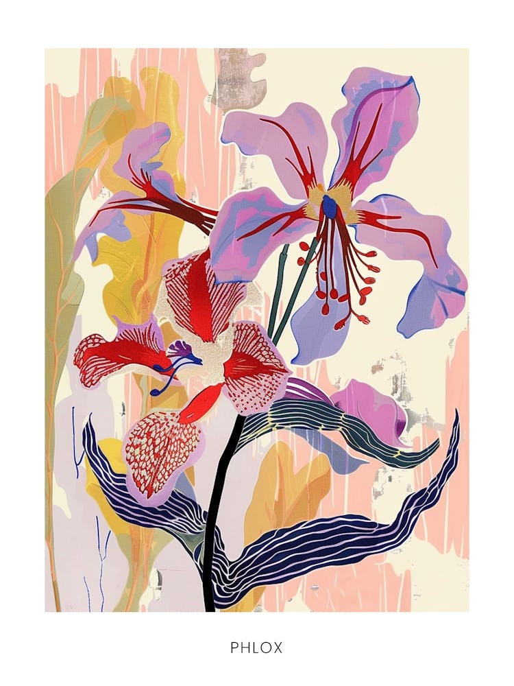 Colourful Flower Illustration Poster Phlox 2