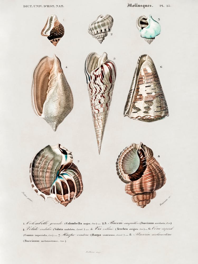 Different Types Of Mollusks, Charles Dessalines D'Orbigny 2
