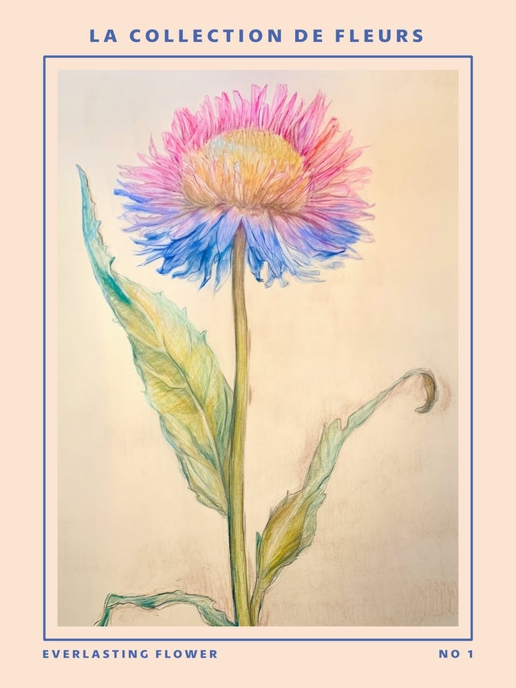 Everlasting Flower French Flower Botanical Poster