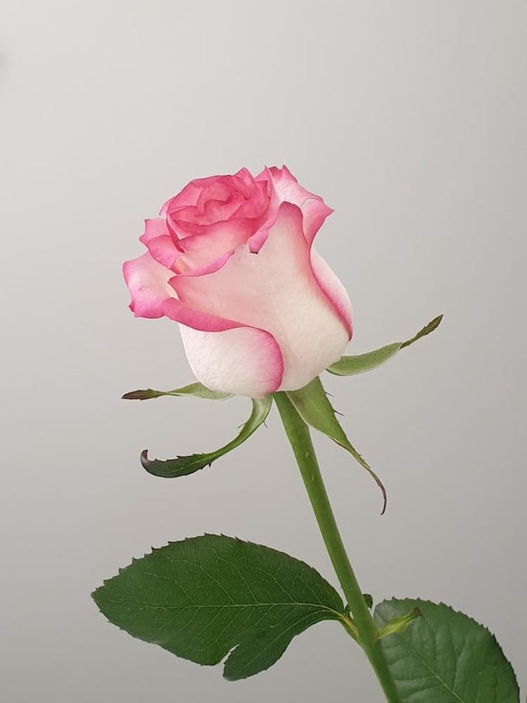 Pink Rose