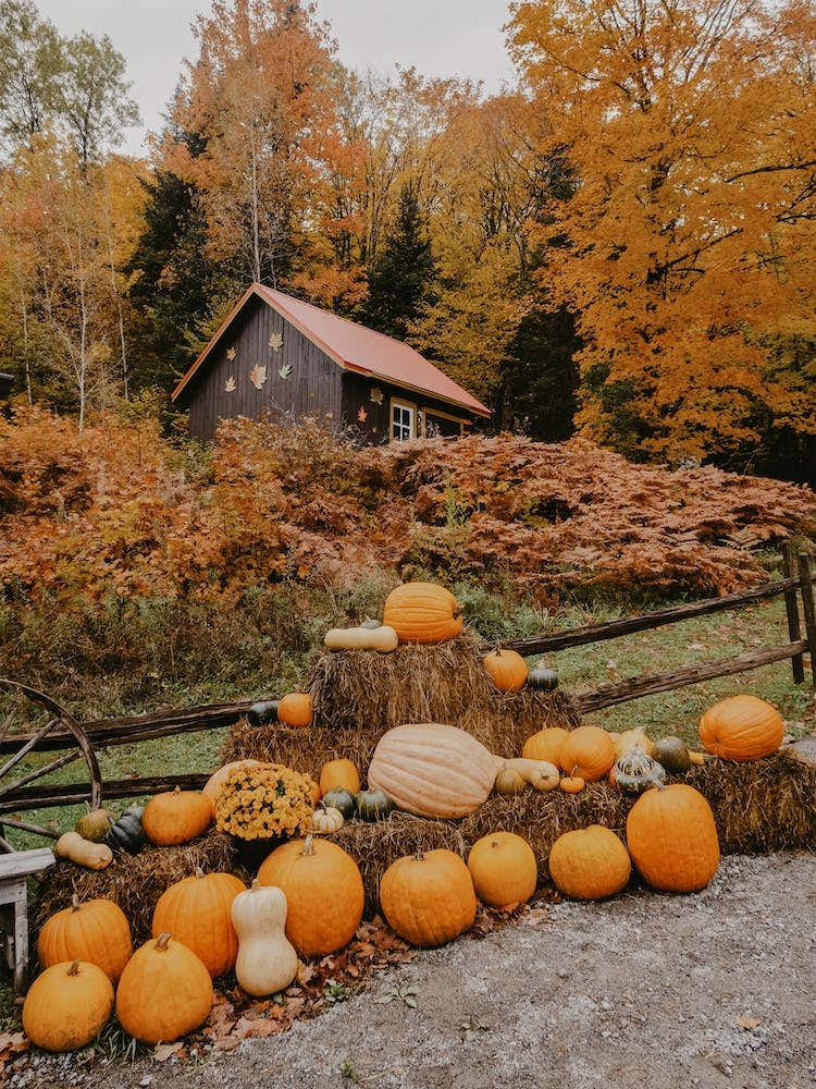 Pumpkins For Sale