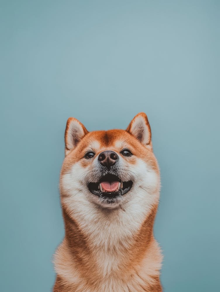 Shiba Inu. Generated with AI. 2