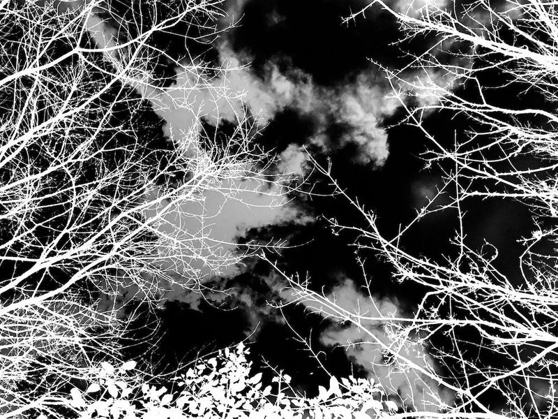 Monochrome Clouds And Trees