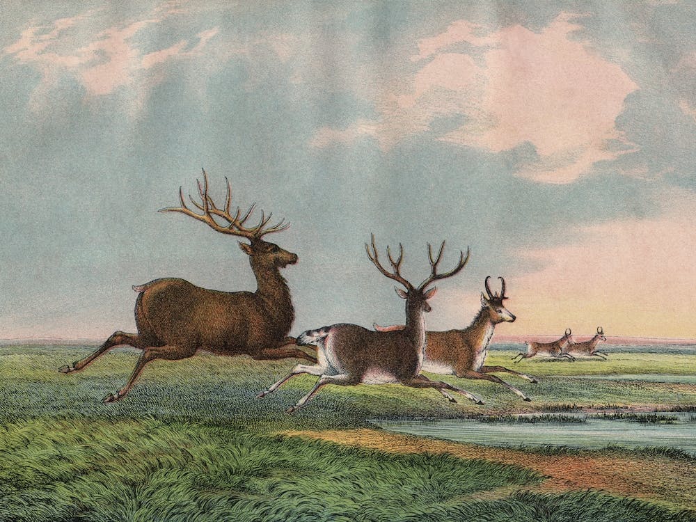 Vintage Kolb 9 Tafel 54 Hirsch