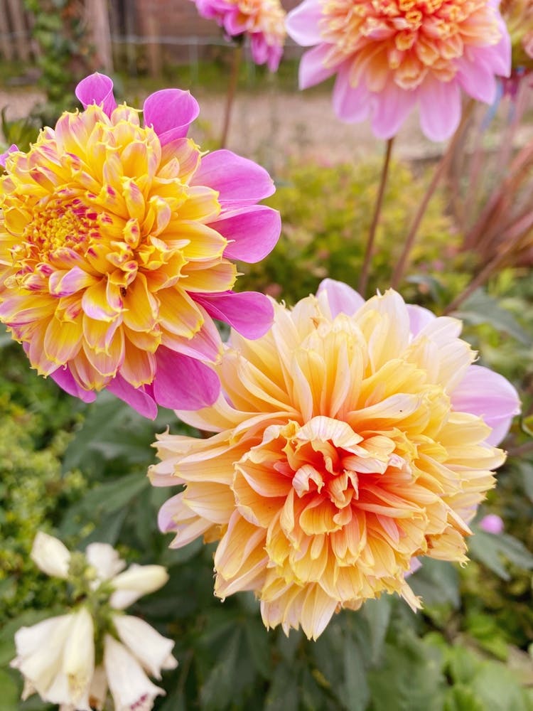 Orange Dahlias