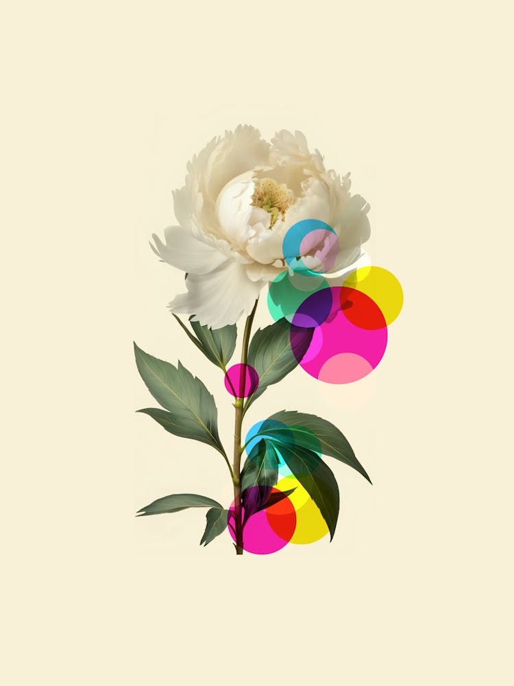 Peony