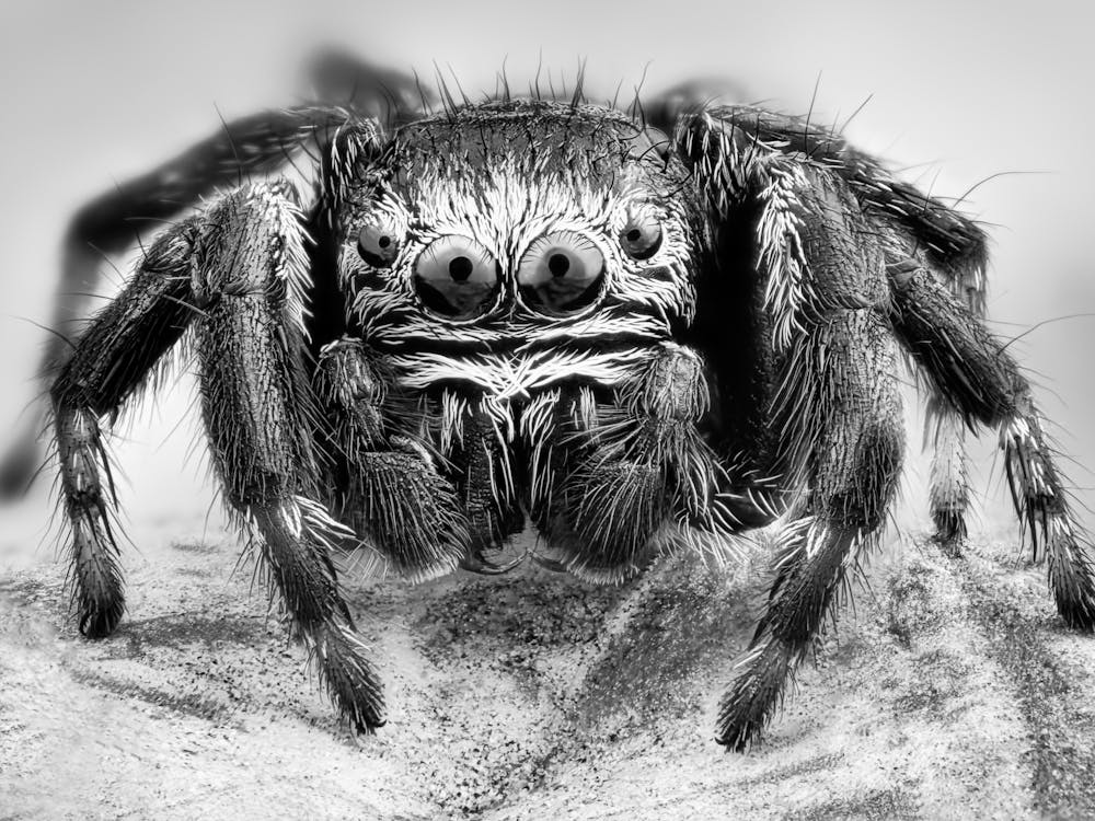 Black And White Spider