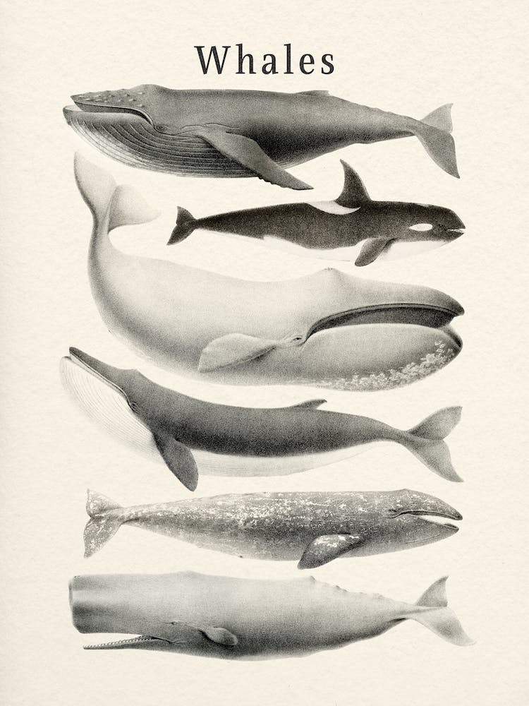Whales Collection