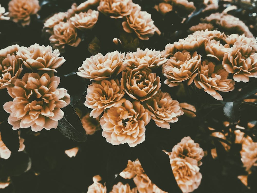 Dusty Rose Flowers