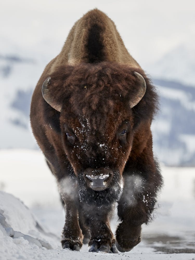 Bison Incoming