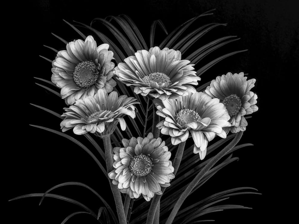 Black And White Flowers 60