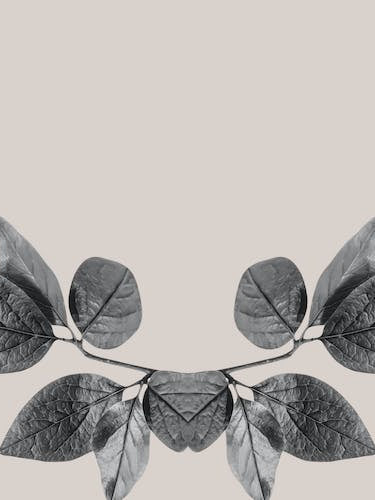 Black And White Leaves
