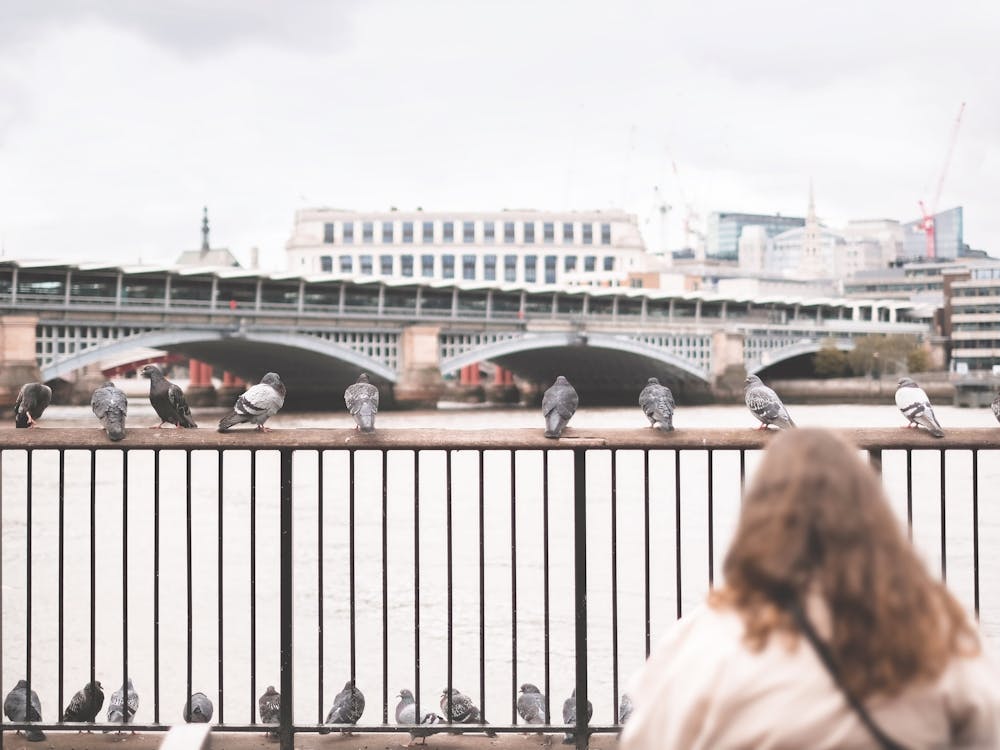 London, England I Scene of a woman contemplating pigeons on the banks of the Thames aesthetic moody with a geometrical
and peaceful grey urban London skyline panorama view with bokeh blur photography