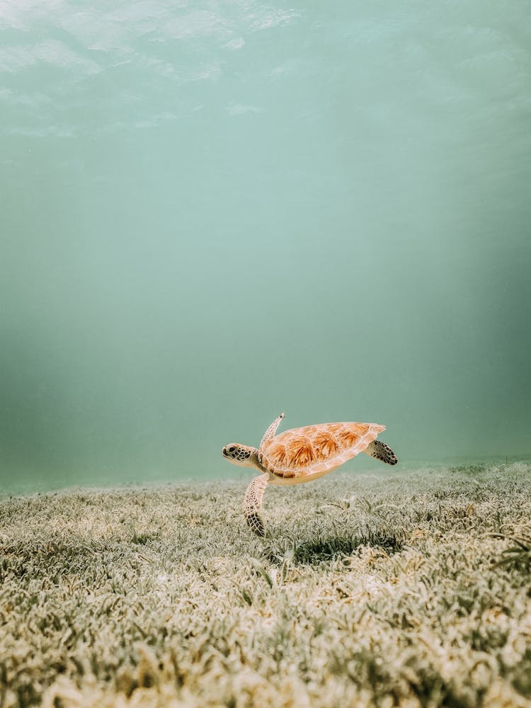 Sea Turtle On Ocean Floor