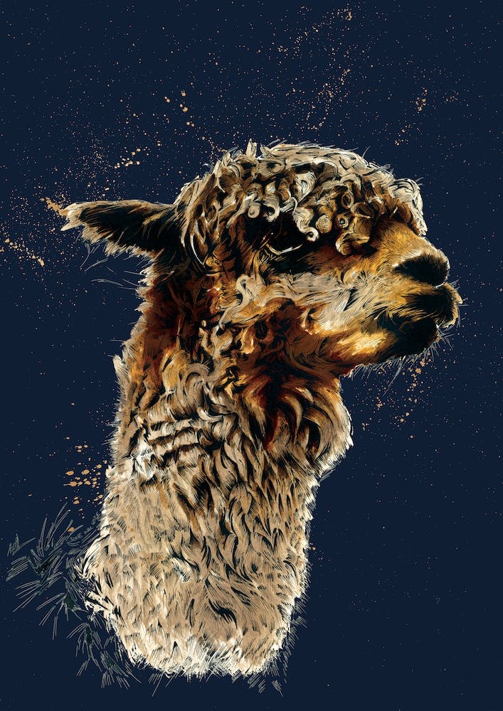 The Alpaca On Midnight Blue