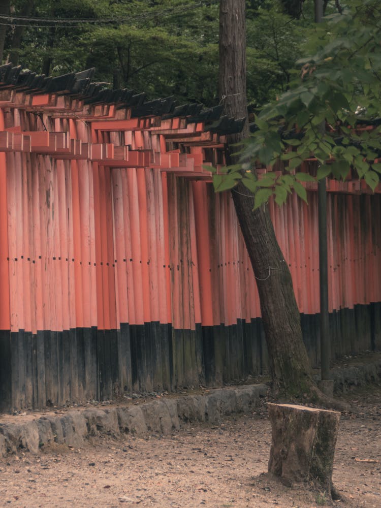 Torii