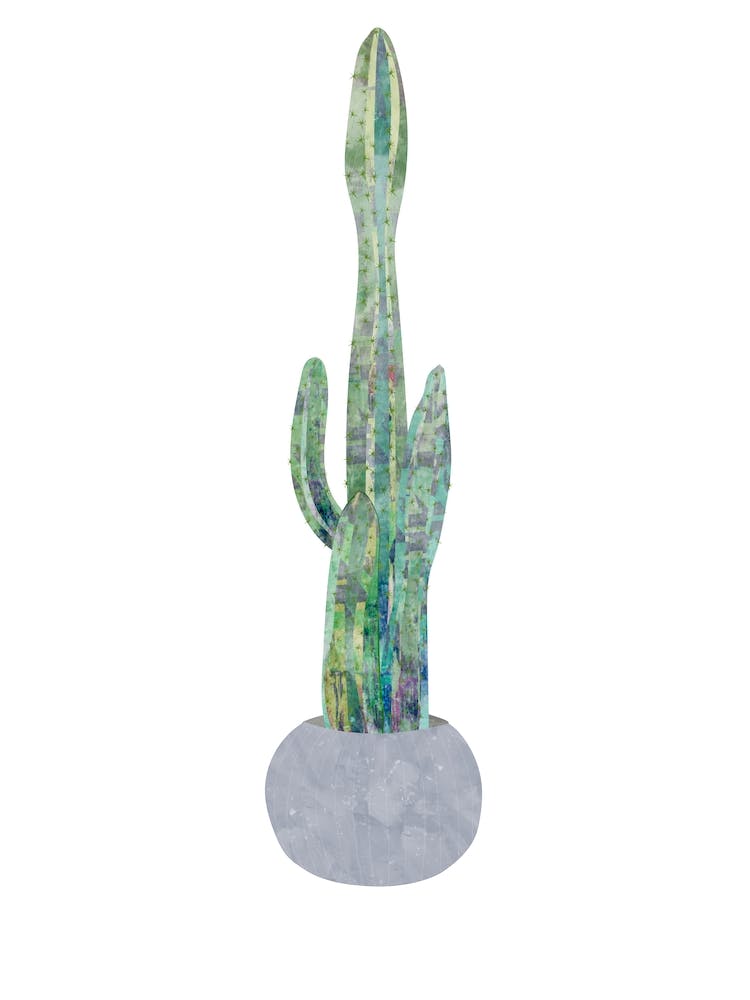 Cactus 3