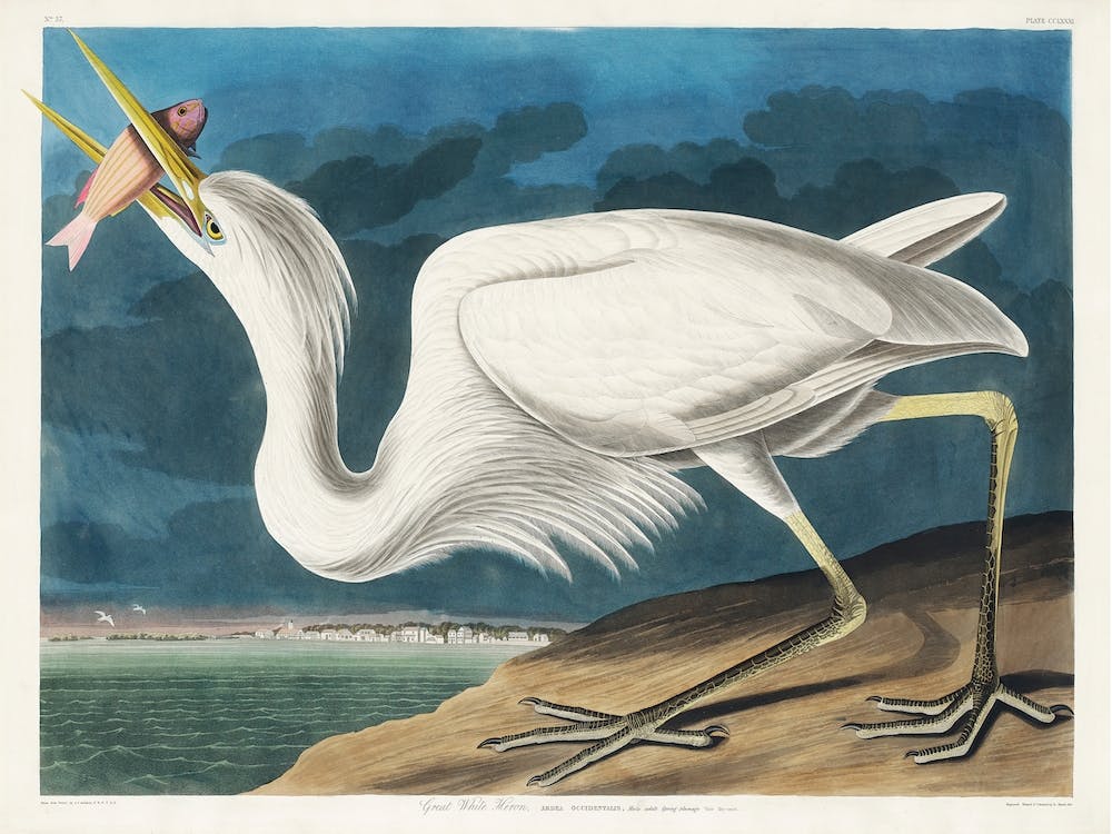 Great White Heron, Birds Of America, John James Audubon