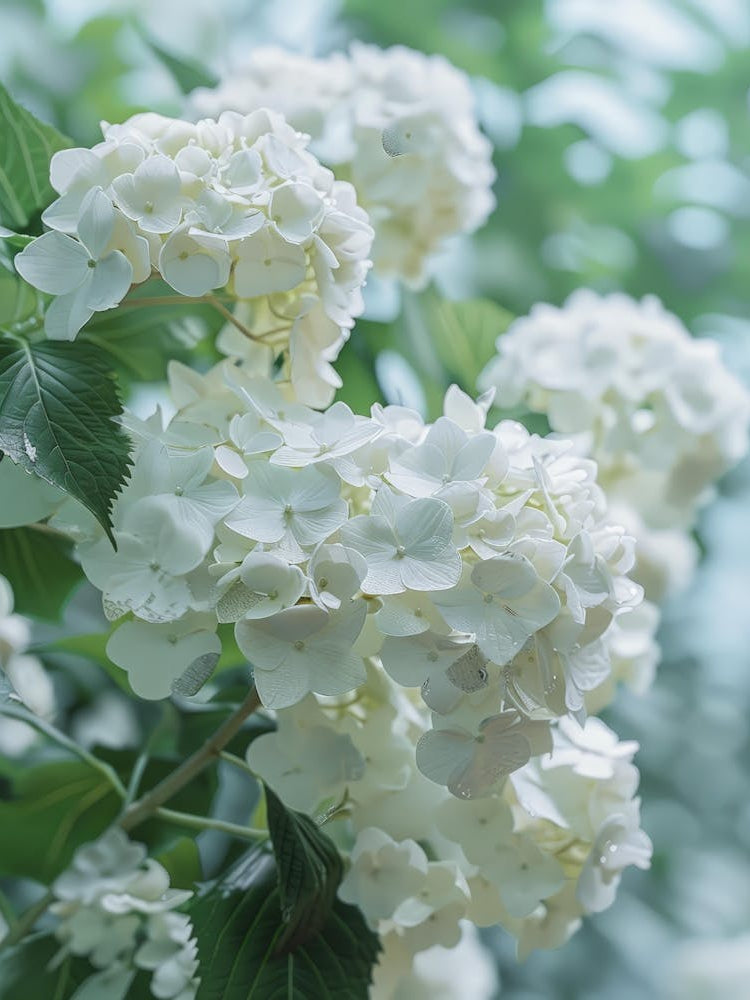 White Hydrangeas