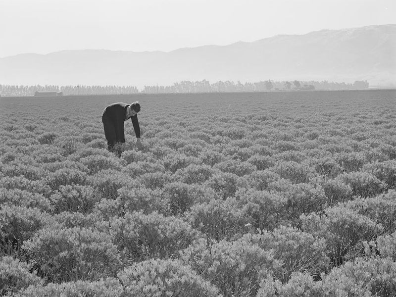 Salinas, California, Intercontinental Rubber Producers, Four Year Old Guayule Shrubs, Guayule Requires From